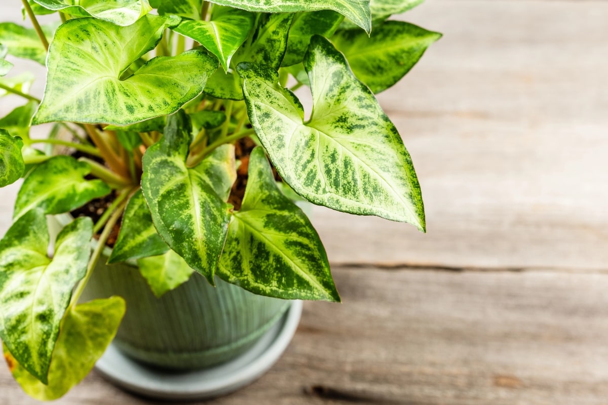 10 Best Office Plants That Thrive on Your Desk (Even If You Forget to Water Them) 6 Close-up of vibrant green Arrowhead Plant leaves growing in a decorative pot.