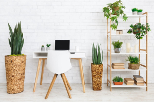 Modern white desk with laptop and chair surrounded by tall and small office plants that thrive with little watering.