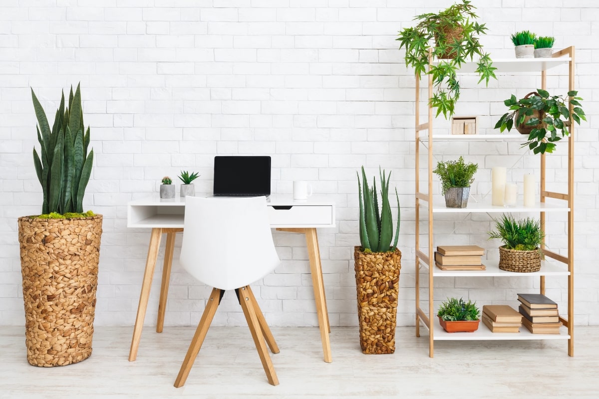 10 Best Office Plants That Thrive on Your Desk (Even If You Forget to Water Them) 1 Modern white desk with laptop and chair surrounded by tall and small office plants that thrive with little watering.