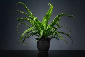 Bird’s Nest Fern with vibrant green fronds growing in a black pot indoors.