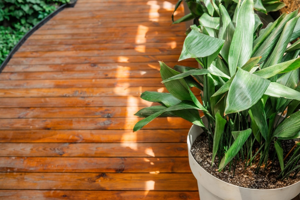 10 Best Office Plants That Thrive on Your Desk (Even If You Forget to Water Them) 7 Cast-Iron Plant placed beside a wooden walkway.
