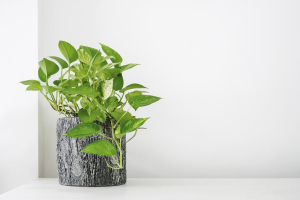 Devil’s Ivy in a textured pot placed against a white wall.