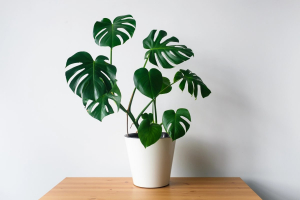 Potted Monstera Deliciosa with large split leaves placed on a wooden office desk.