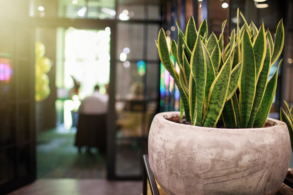 10 Best Office Plants That Thrive on Your Desk (Even If You Forget to Water Them) 3 Mother-in-law's tongue growing in a decorative planter, perfect as a low-maintenance office plant.