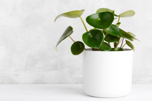 Compact Peperomia plant with vibrant foliage, perfect for office desks and small spaces.