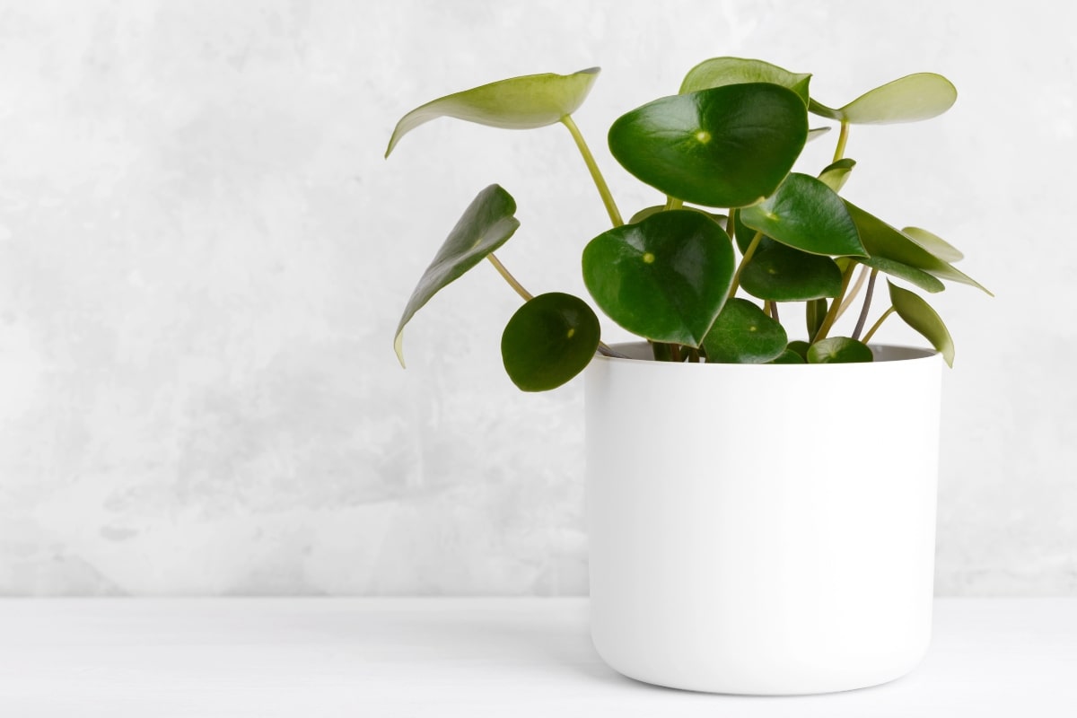 10 Best Office Plants That Thrive on Your Desk (Even If You Forget to Water Them) 10 Compact Peperomia plant with vibrant foliage, perfect for office desks and small spaces.