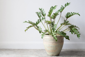 Large ceramic pot with a lush Philodendron Xanadu thriving indoors against a white wall.