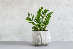 Ceramic pot with a healthy Zanzibar Gem, a popular low-maintenance office plant.