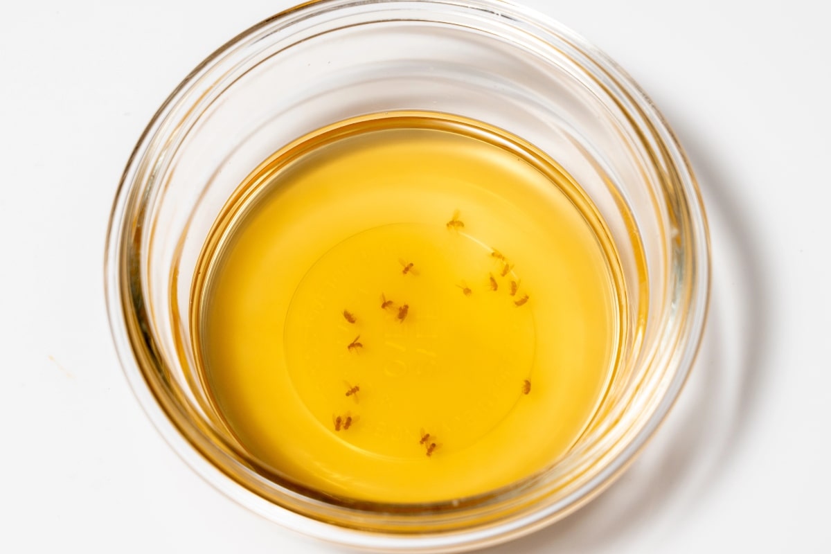 Frustrated by Fungus Gnats? How to Remove Small Flies from Indoor Plants 7 Homemade apple cider vinegar trap.