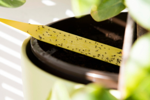 Frustrated by Fungus Gnats? How to Remove Small Flies from Indoor Plants 5 Yellow sticky trap catching fungus gnats in a potted indoor plant.