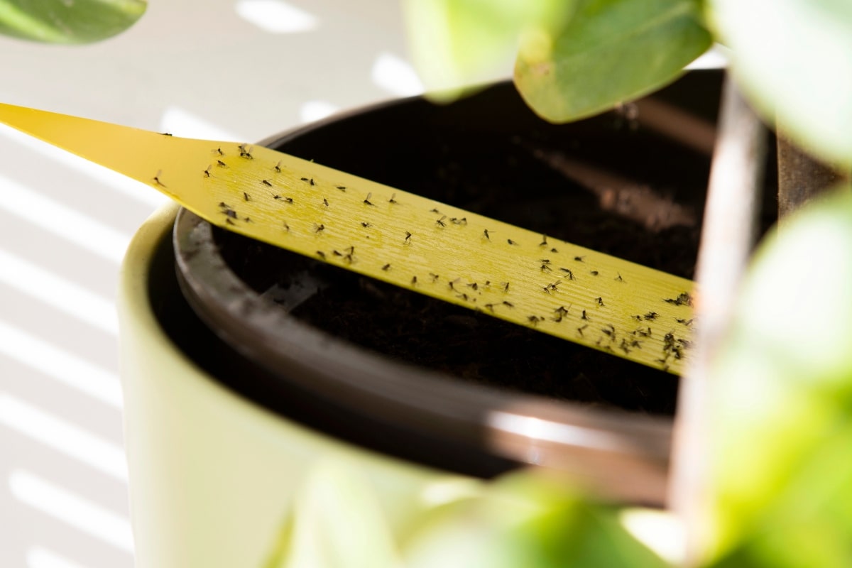 Frustrated by Fungus Gnats? How to Remove Small Flies from Indoor Plants 5 Yellow sticky trap catching fungus gnats in a potted indoor plant.