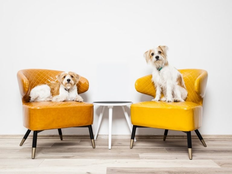 Two stylish yellow leather chairs, with two cute dogs, with a white background.