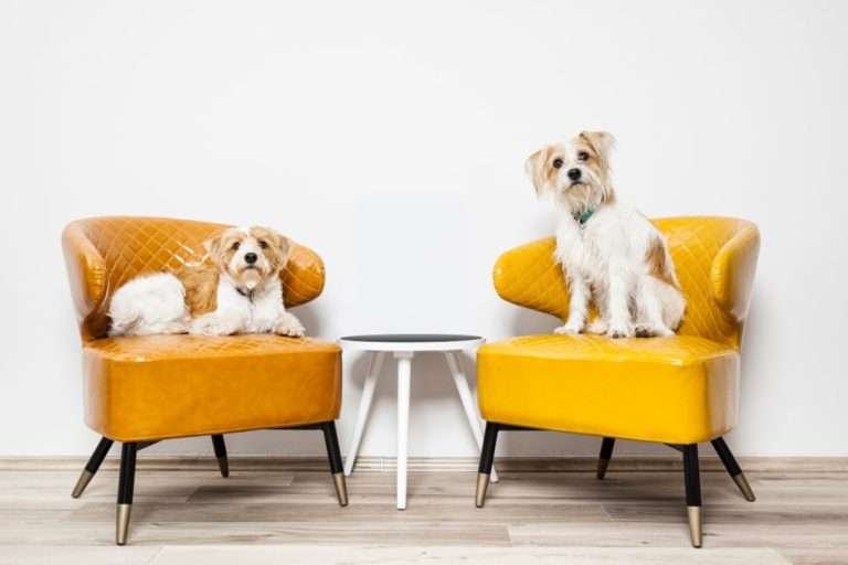 Two stylish yellow leather chairs, with two cute dogs, with a white background.