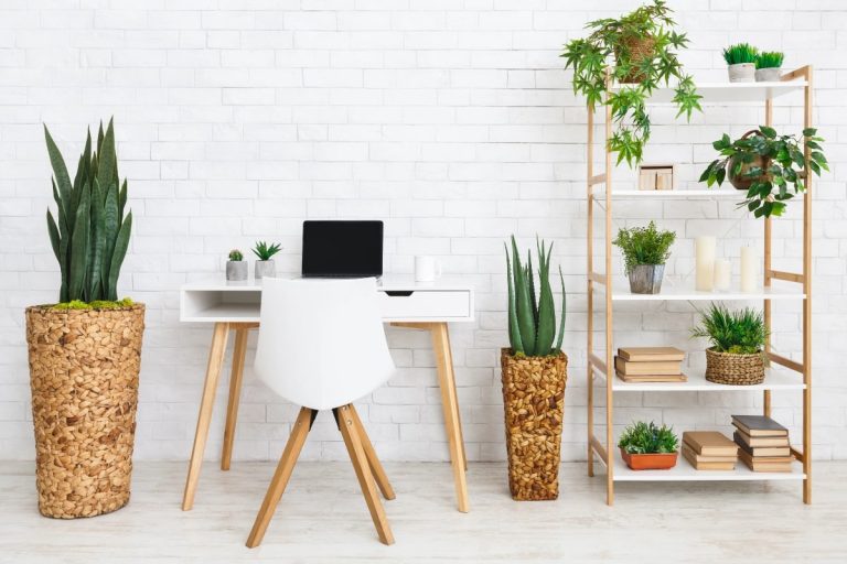 Modern white desk with laptop and chair surrounded by tall and small office plants that thrive with little watering.