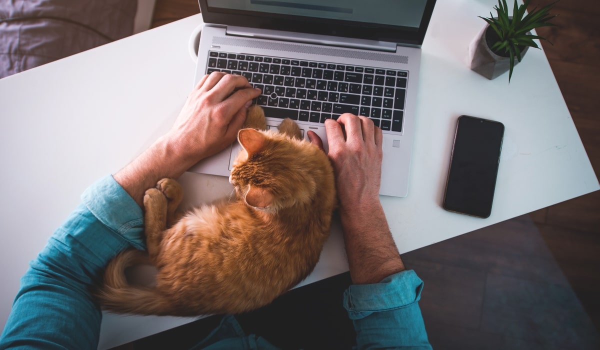 A ginger cat resting on a laptop keyboard while a man works from home.