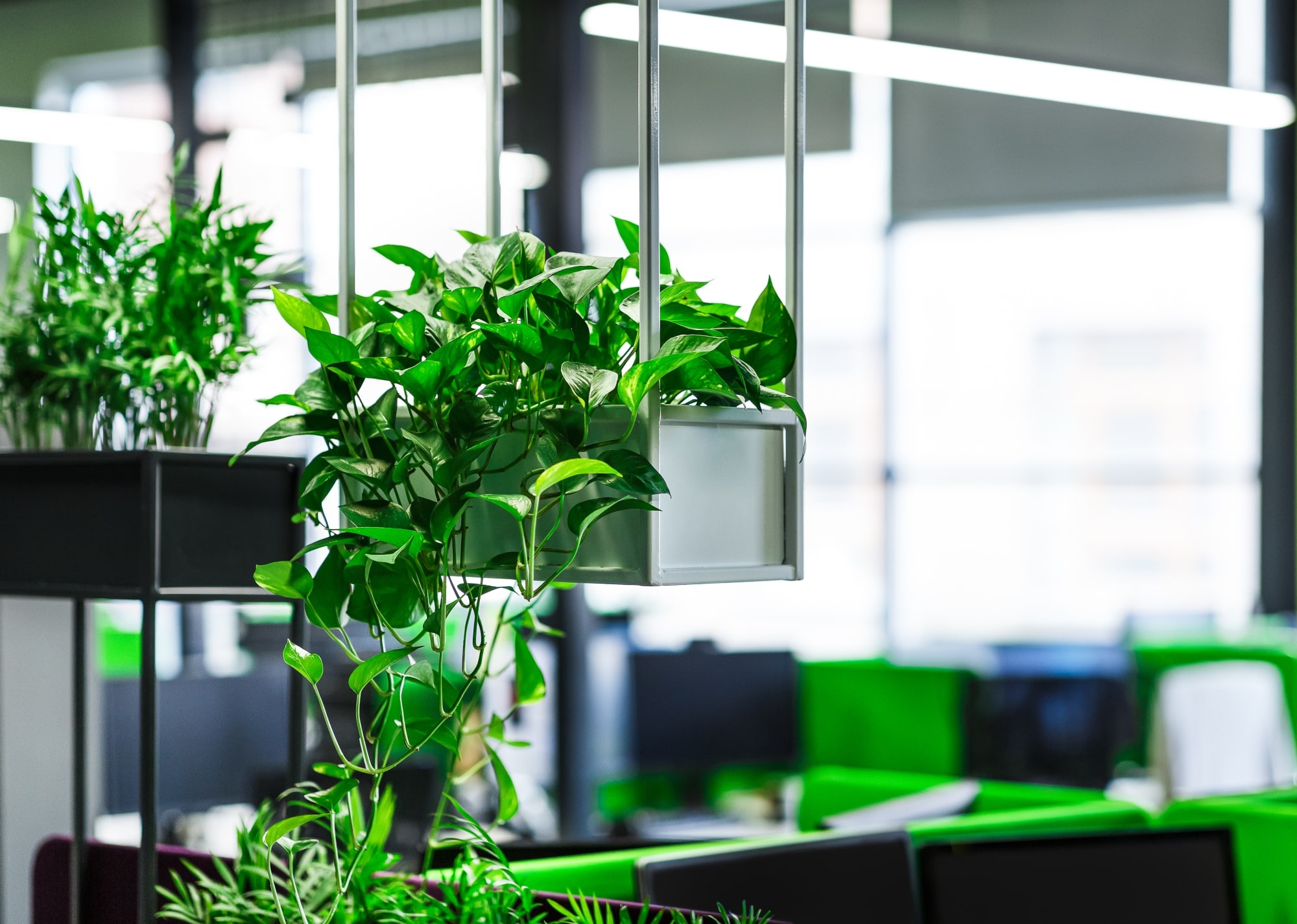 Bright green plants in an office with natural lighting.